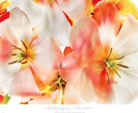 Tulips 1 art poster published by Editions Limited © Harold Davis