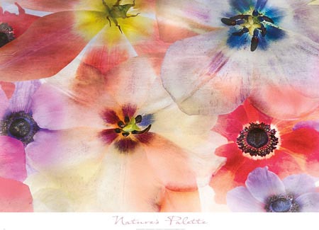 Nature's Palette, art poster published by Editions Limited © Harold Davis