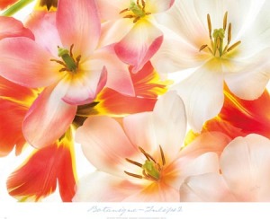 Tulips 2 art poster published by Editions Limited © Harold Davis
