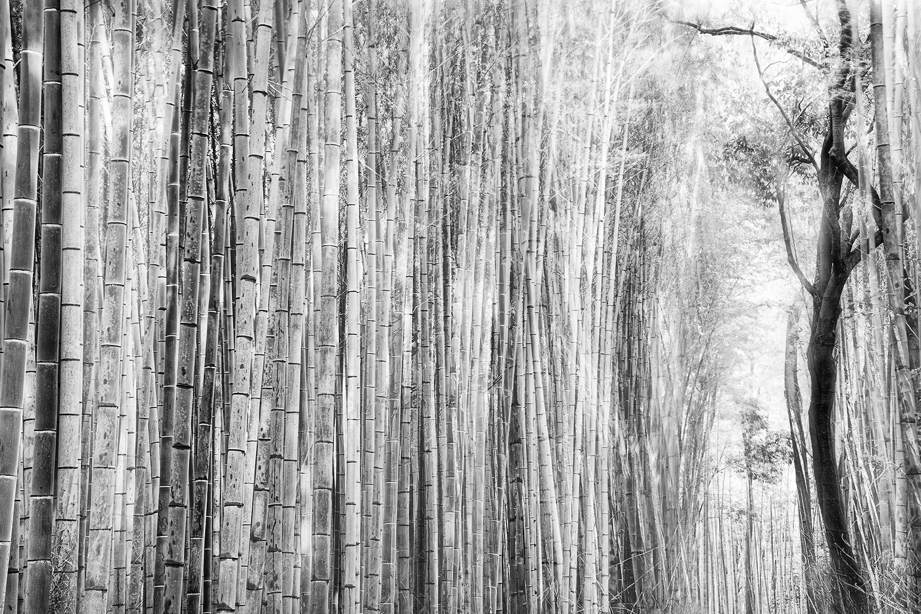 Bamboo Forest, Kyoto, Japan © Harold Davis