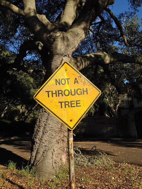 Not a Through Tree © Harold Davis