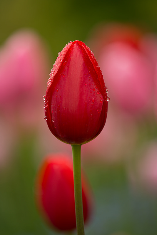 Red Tulip at Giverny © Harold Davis