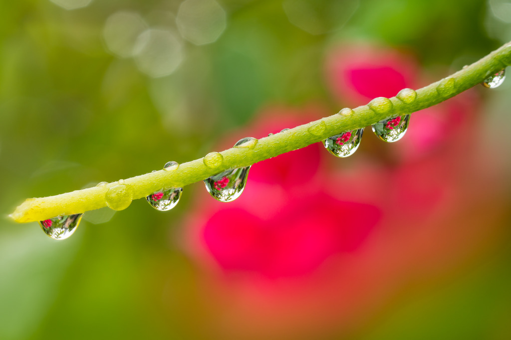 Waterdrops via Otus 85 © Harold Davis