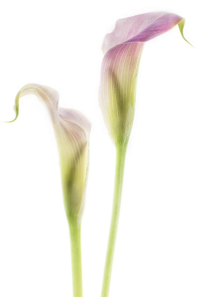 Calla Lilies  © Harold Davis