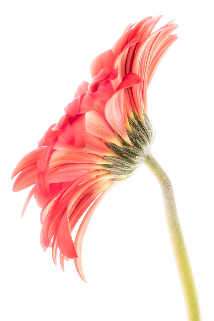 Gerbera Sideways  © Harold Davis