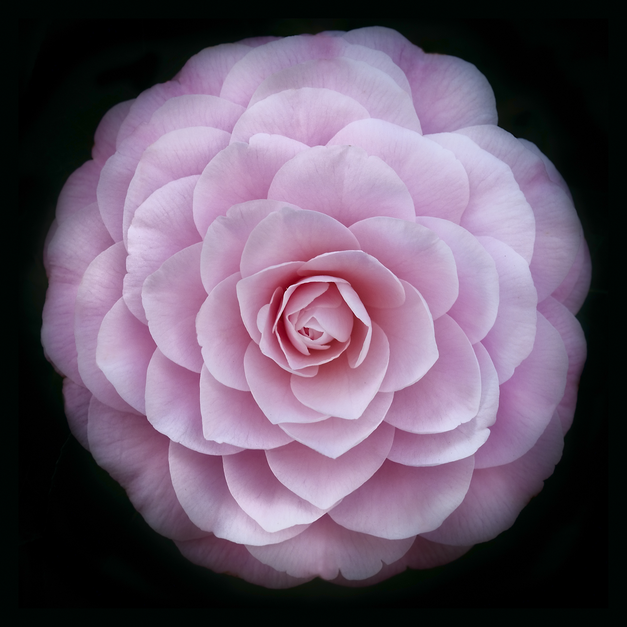 Camellia Japonica © Harold Davis