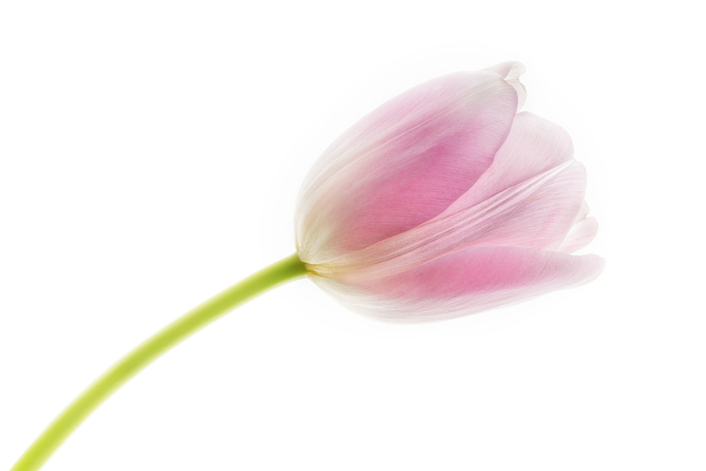 Pink Tulip on the Verge of Opening © Harold Davis