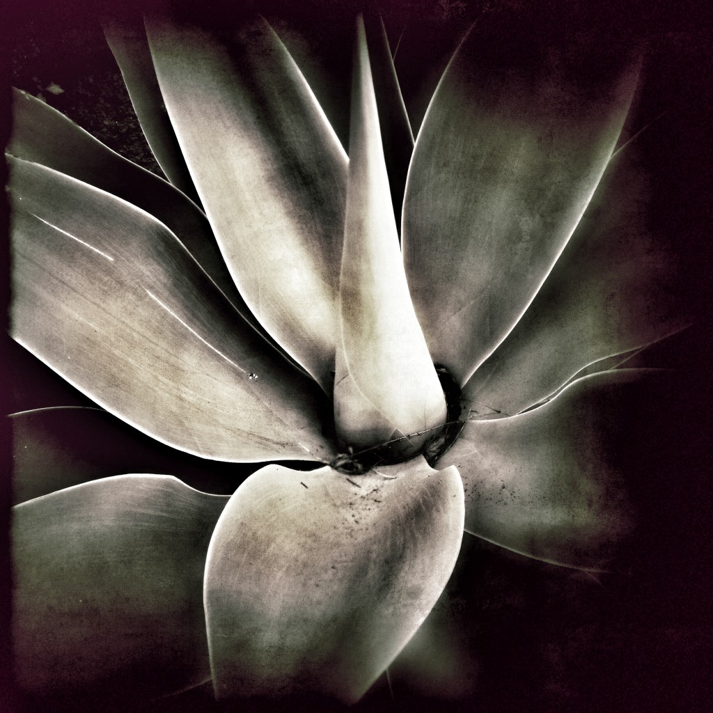 Succulent © Harold Davis