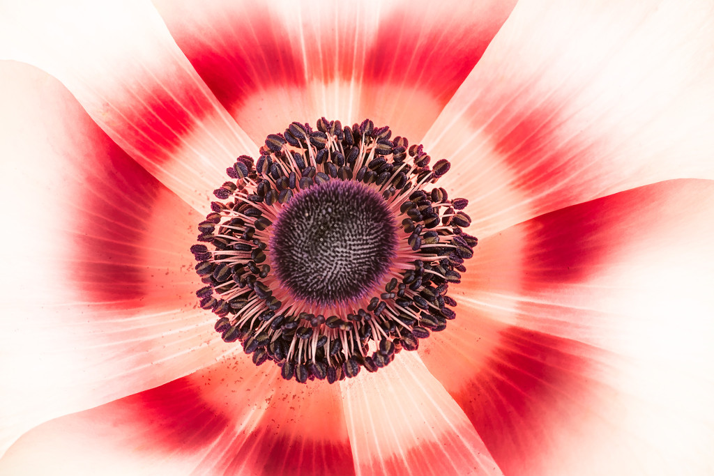Anemone 1 © Harold Davis