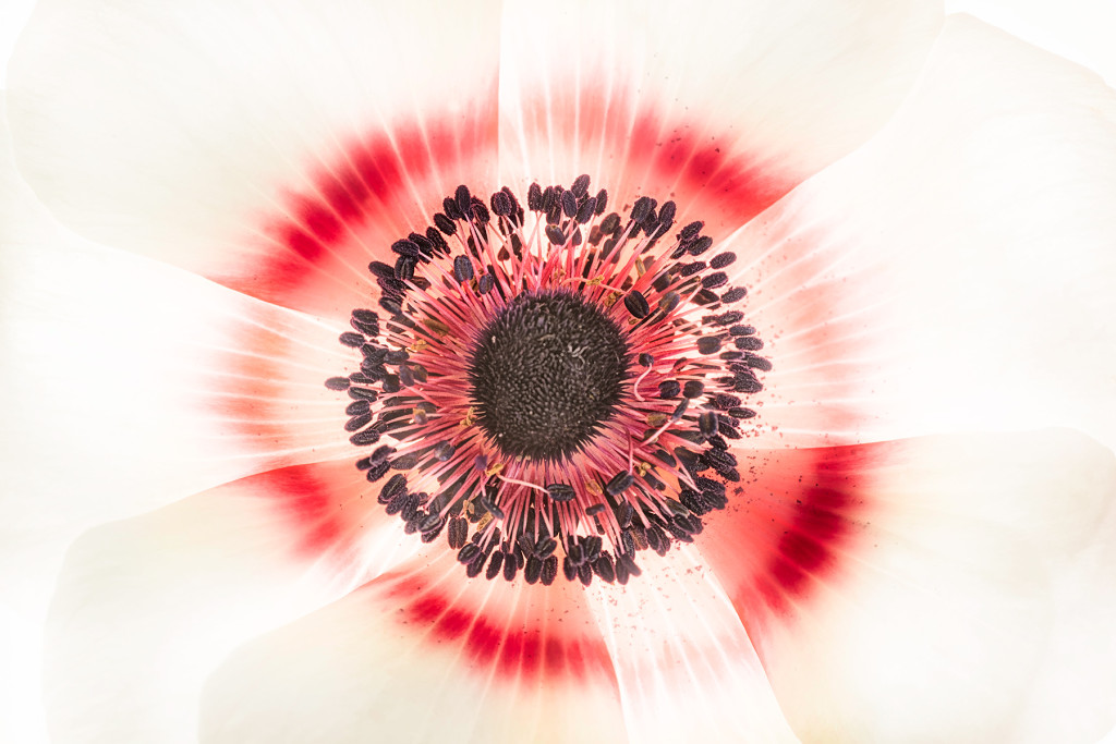 Anemone 2 © Harold Davis