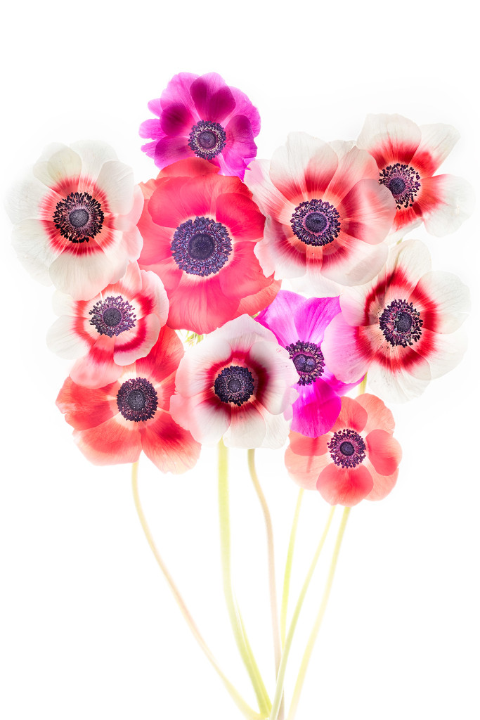 Bouquet of Anemones © Harold Davis