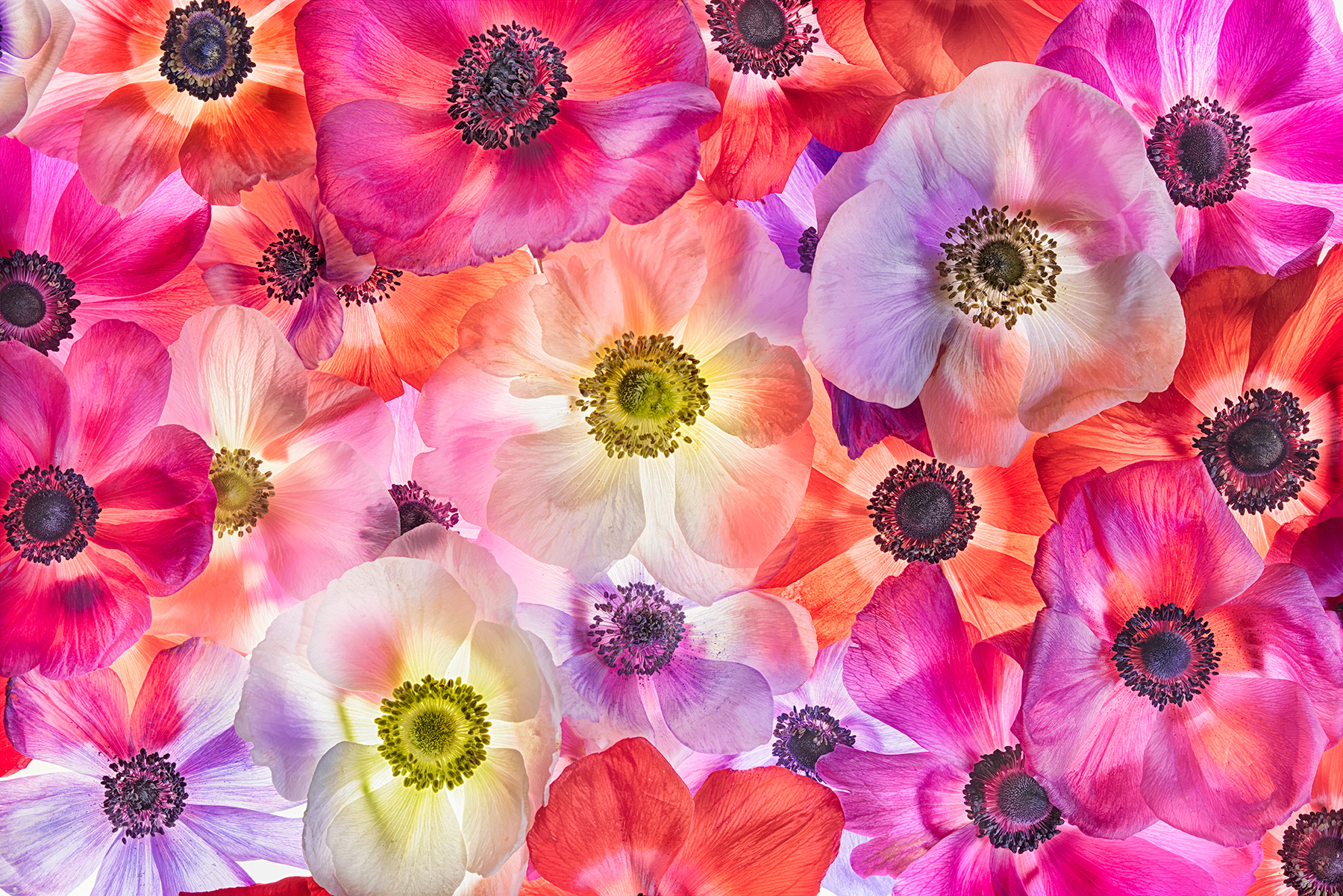 Amazing Anemones © Harold Davis