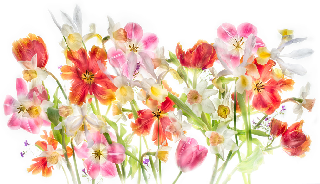 Flowers of Spring's Desire  © Harold Davis
