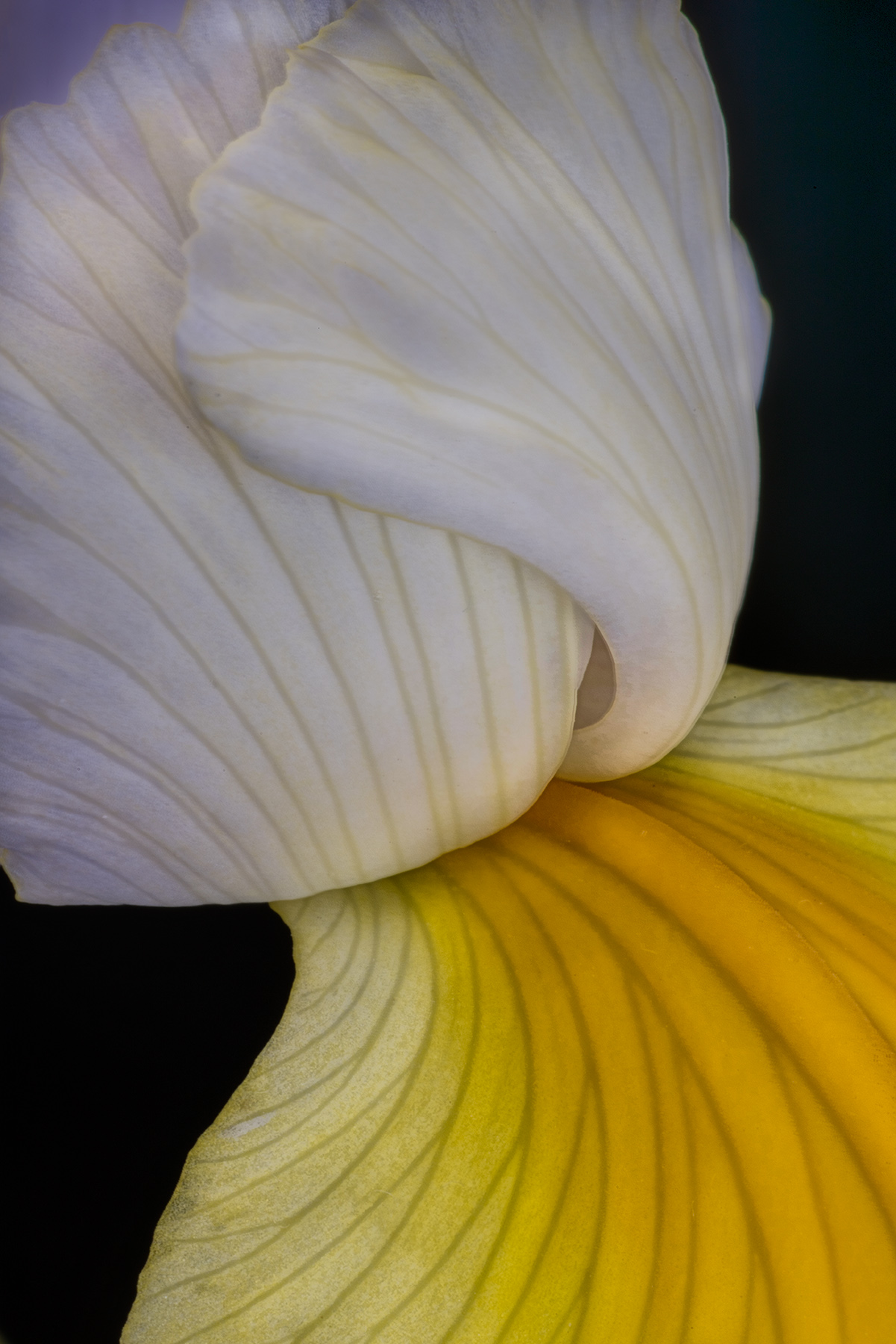 Iris Petals © Harold Davis