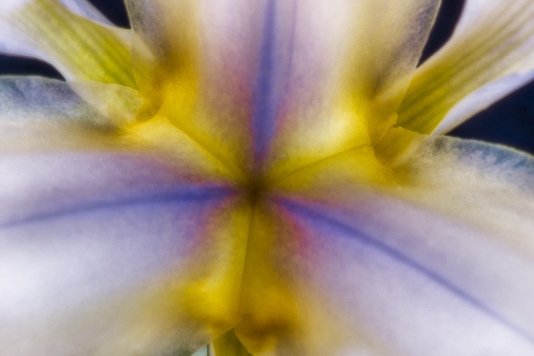 Iris Translucency © Harold Davis