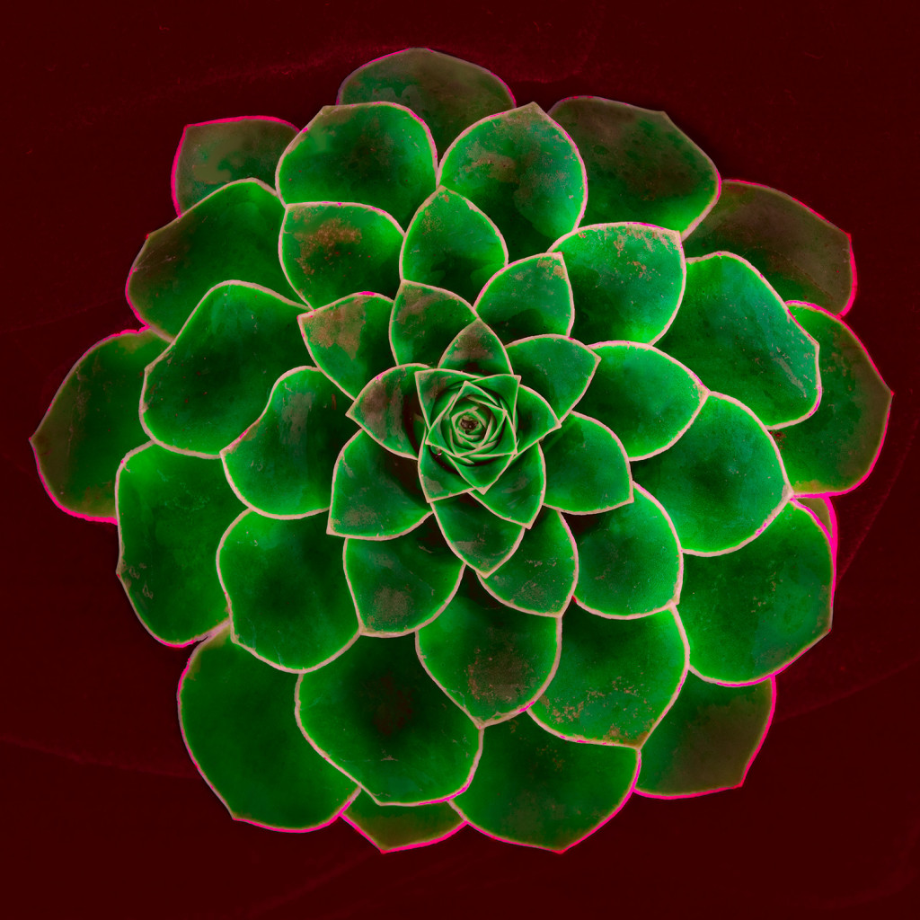 Succulent - LAB A-channel equalization © Harold Davis