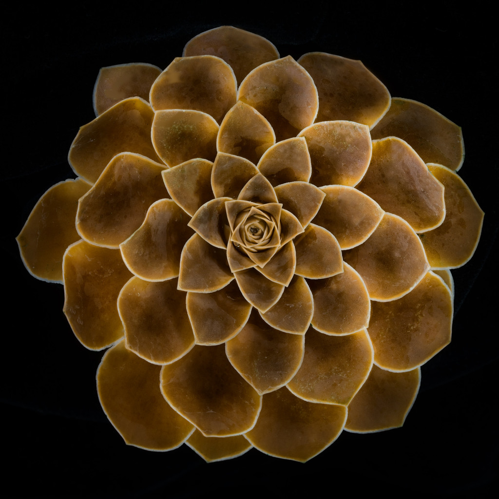 Succulent-LAB A-channel inversion © Harold Davis