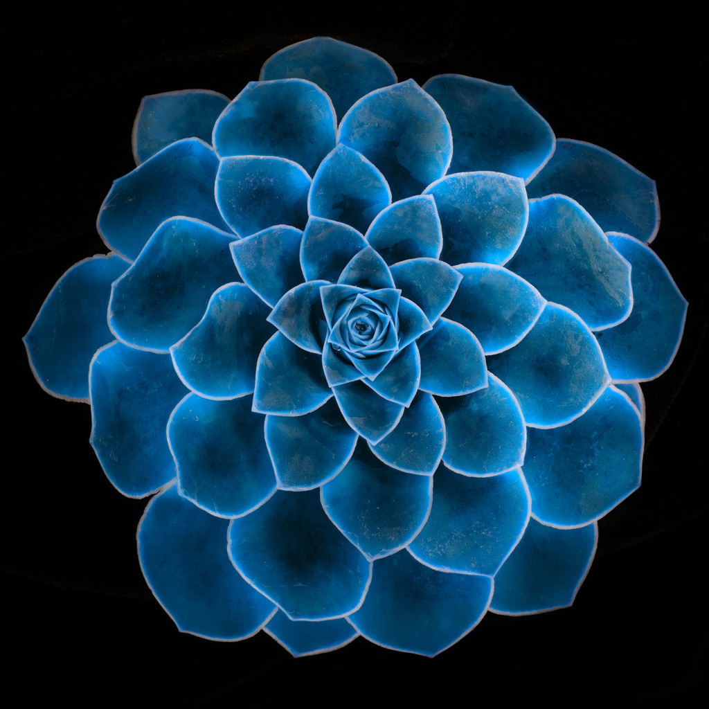 Succulent-LAB-B-channel equalization © Harold Davis