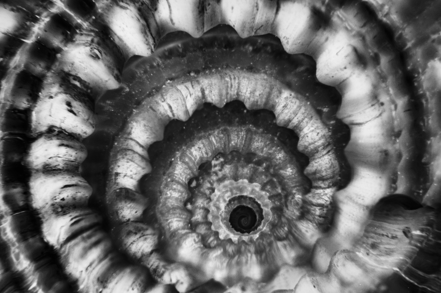 Architectonica Spiral (inward) © Harold Davis