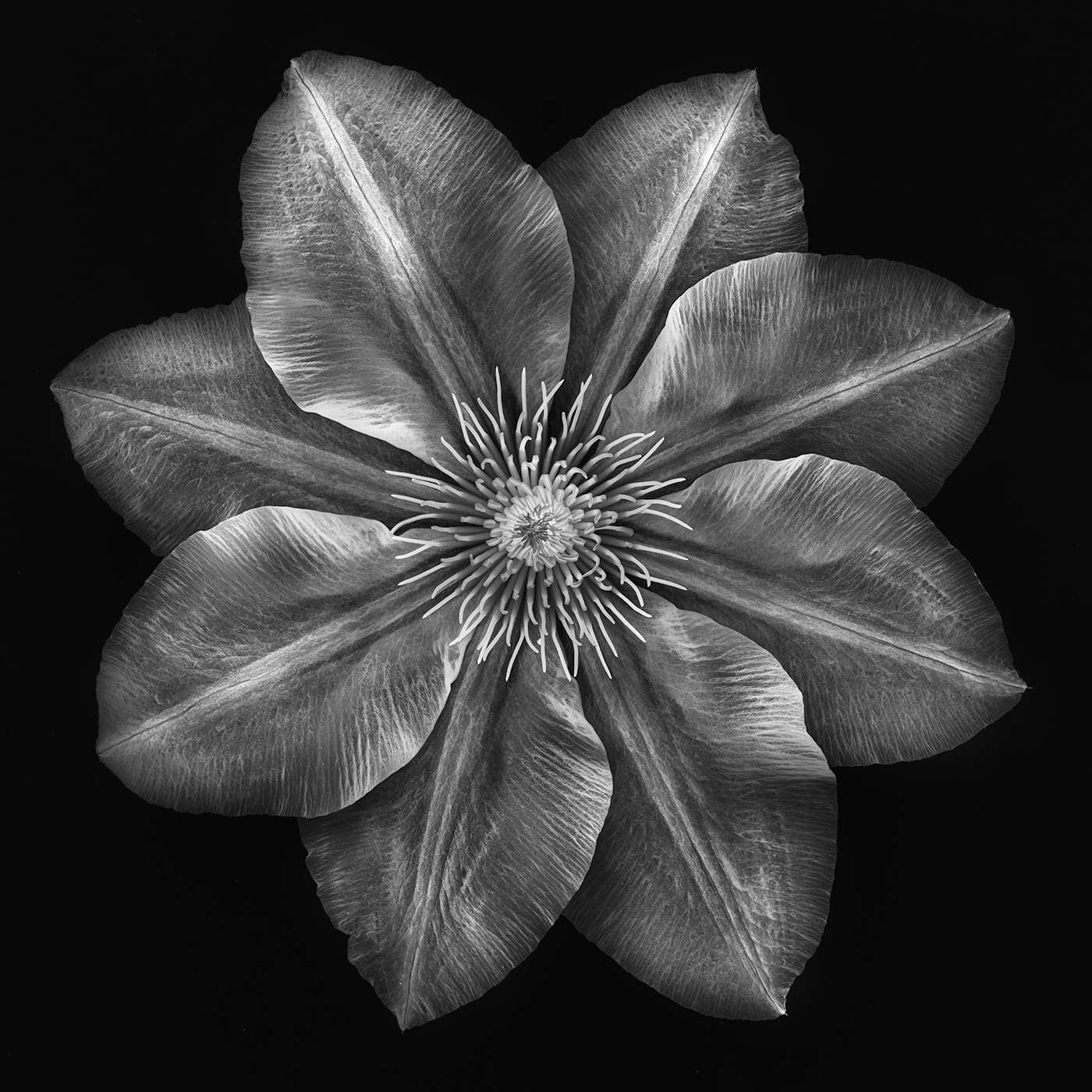 Clematis in IR  © Harold Davis