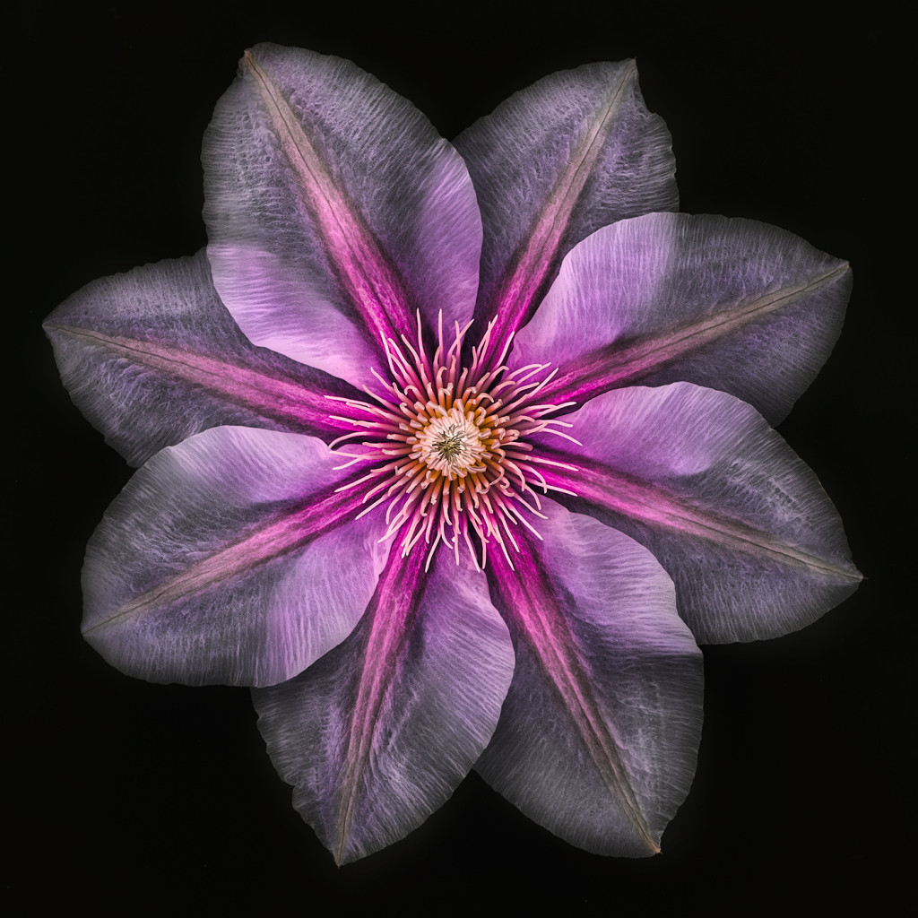 Clematis on Black © Harold Davis