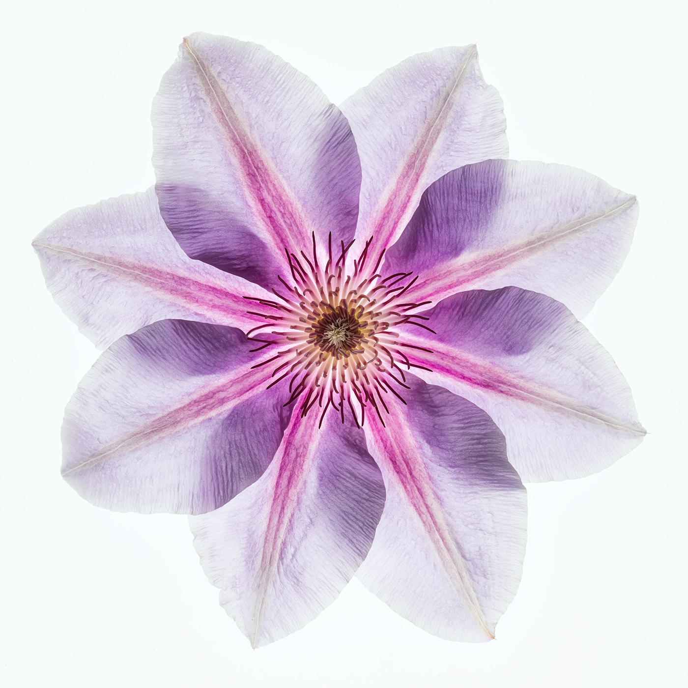 Clematis © Harold Davis