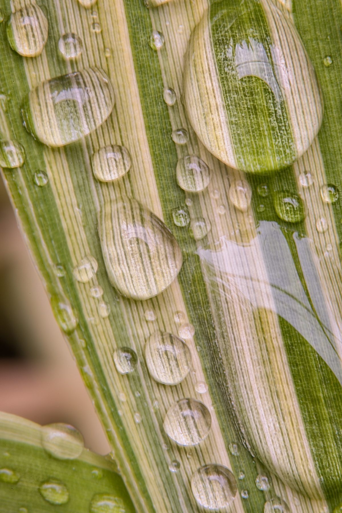 Rain on Variegated Bamboo © Harold Davis
