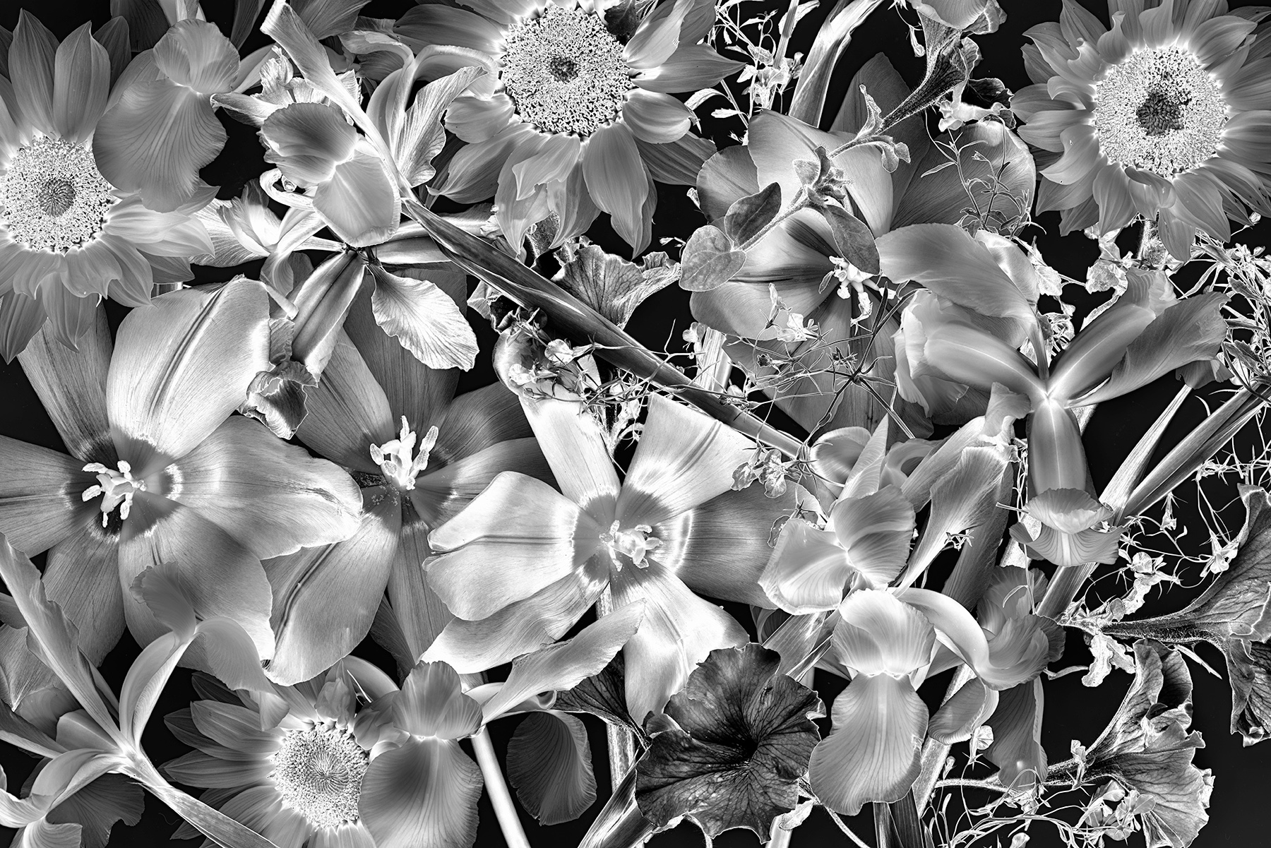 Solarized Flowers © Harold Davis