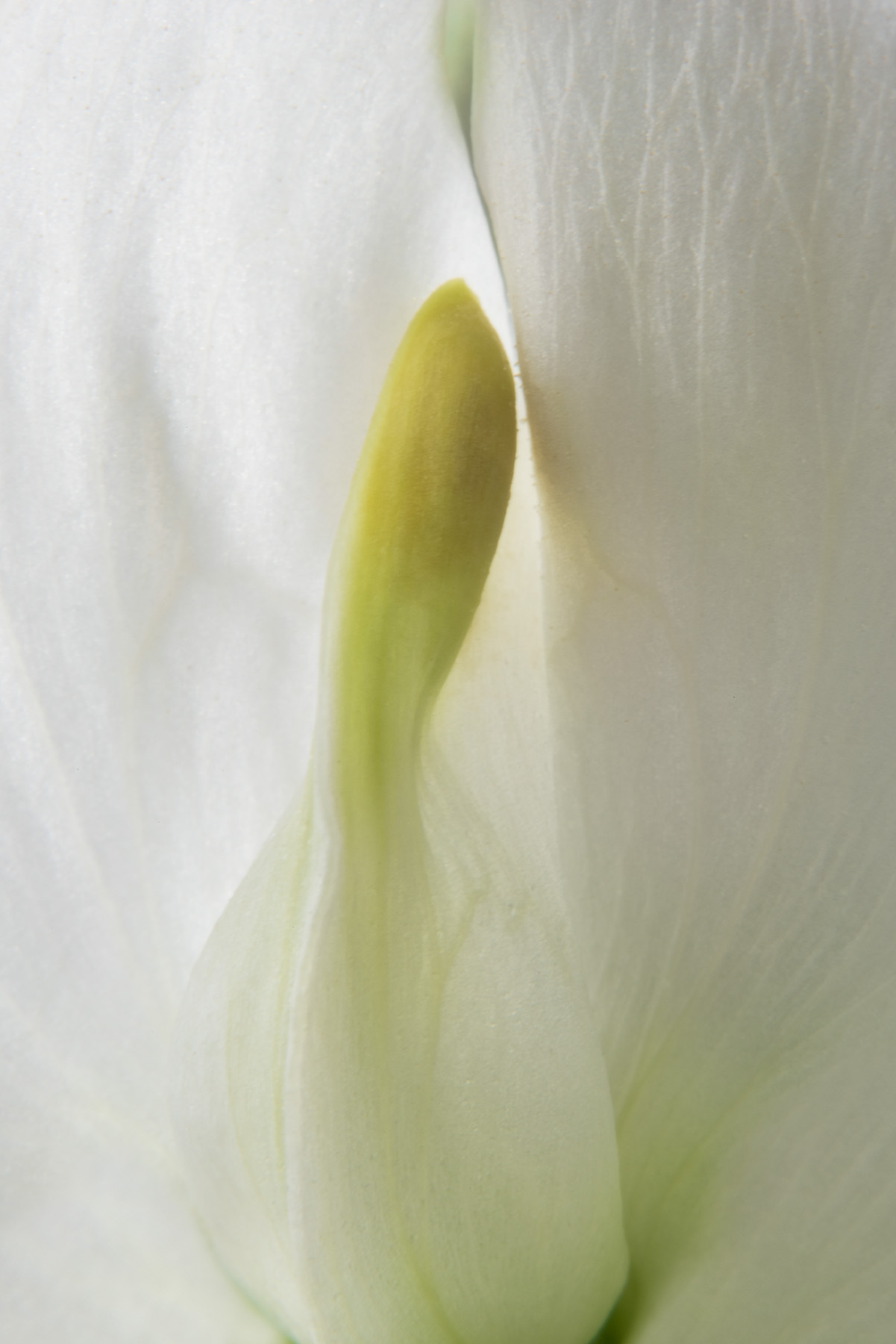 Flowering Sweet Pea © Harold Davis