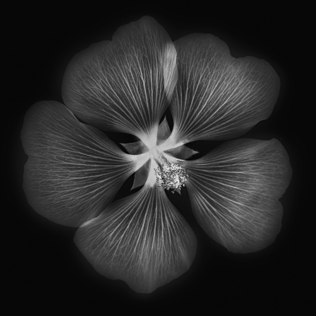 Mallow in IR © Harold Davis