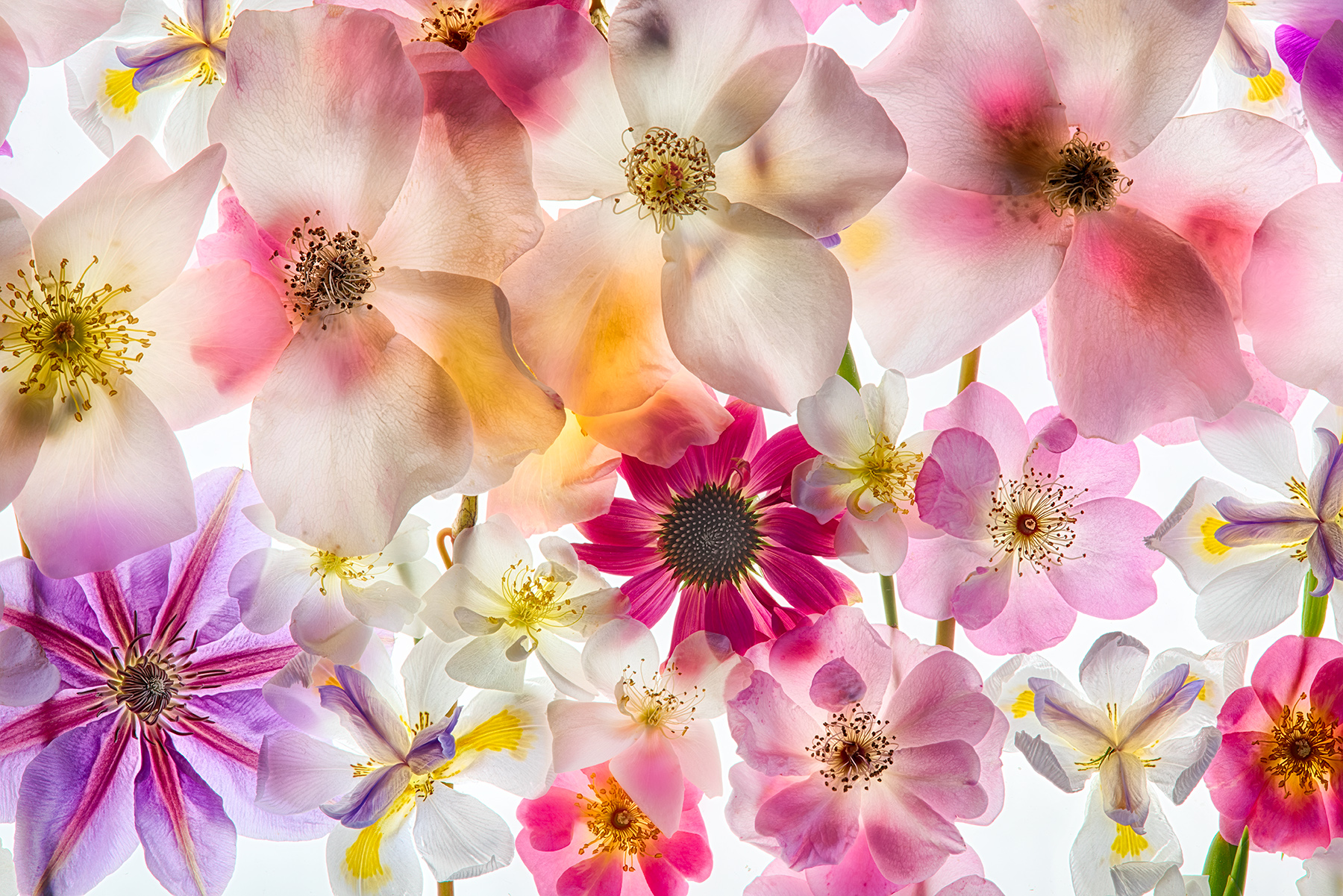 Miraculum Flores © Harold Davis
