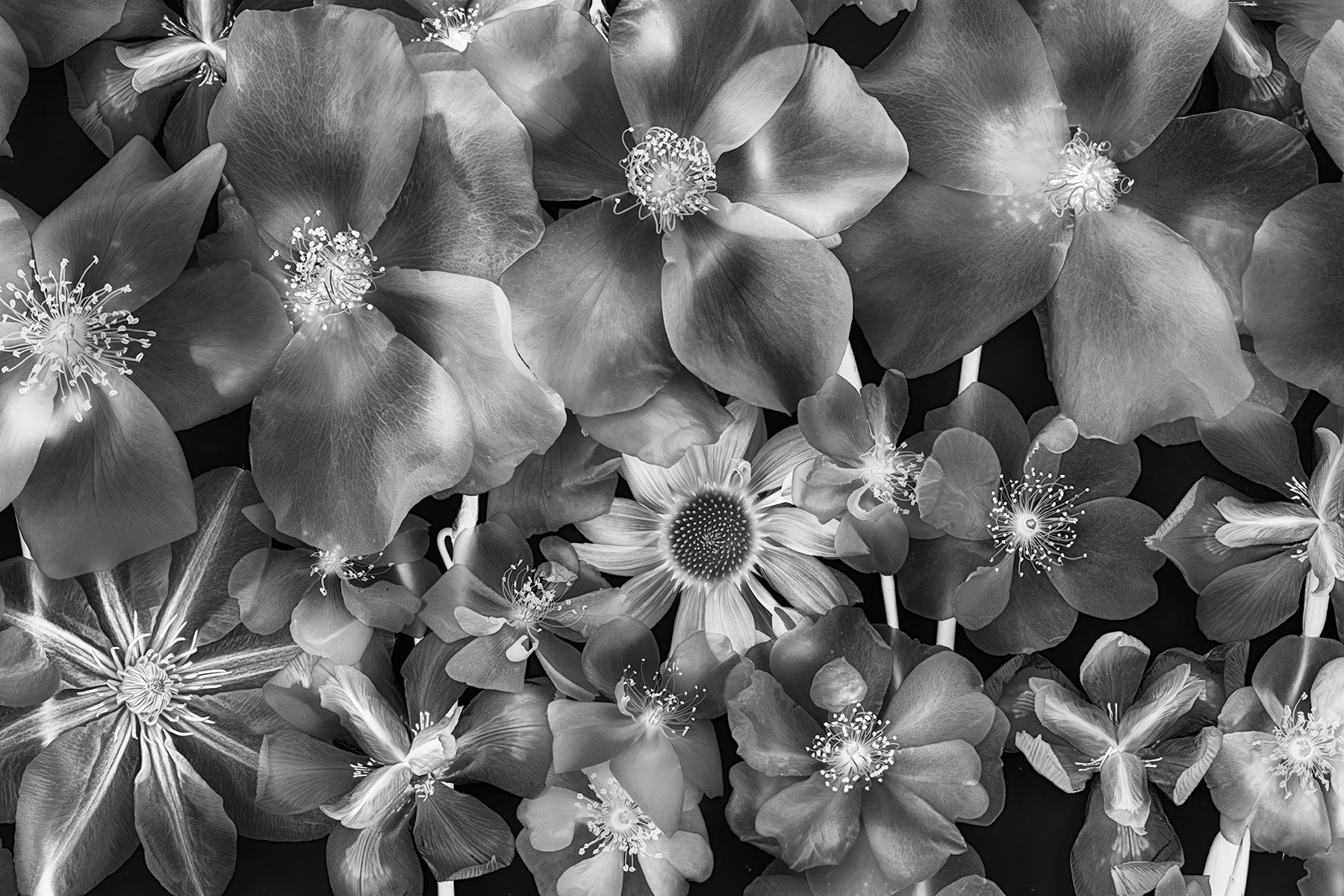 Miraculum Nigrae Flores Ultrarubrum © Harold Davis