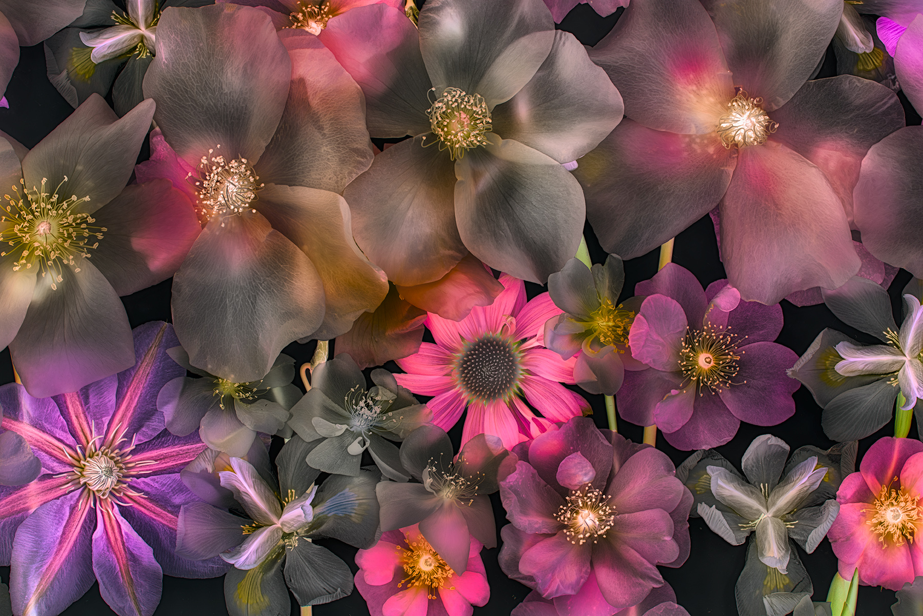 Miraculum Nigrae Flores © Harold Davis