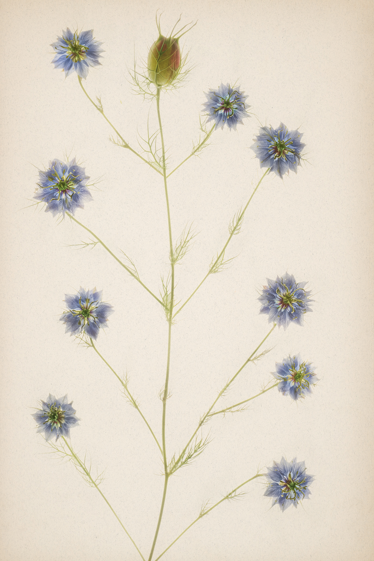 Nigella Damascena © Harold Davis