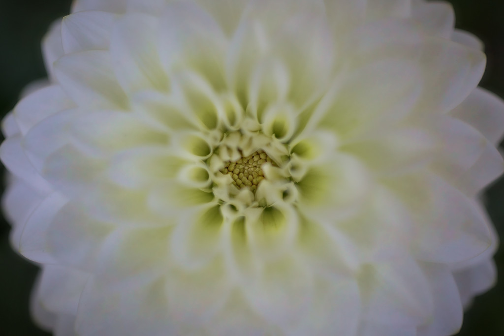 Dahlia Wide Open © Harold Davis