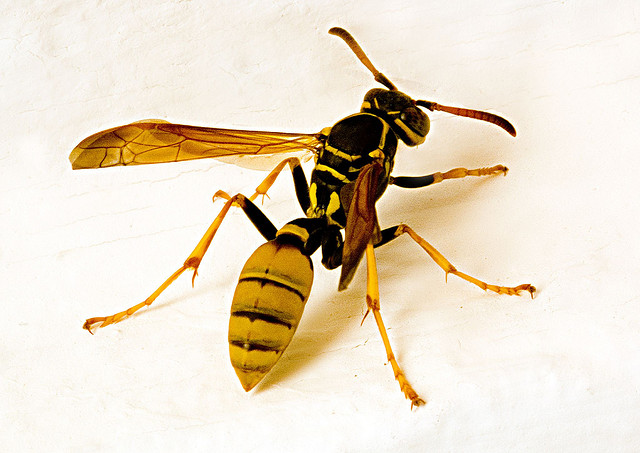 Wasp © Harold Davis