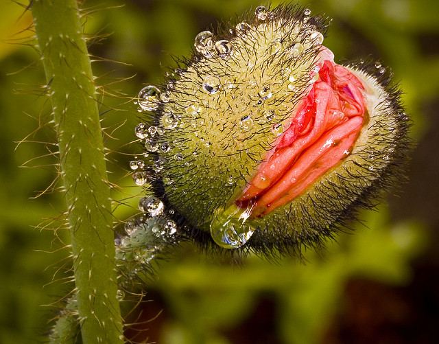 Wet Poppy Bud © Harold Davis