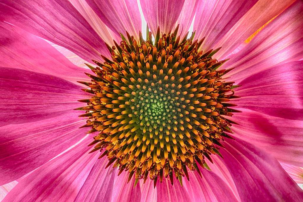 Echinacea © Harold Davis