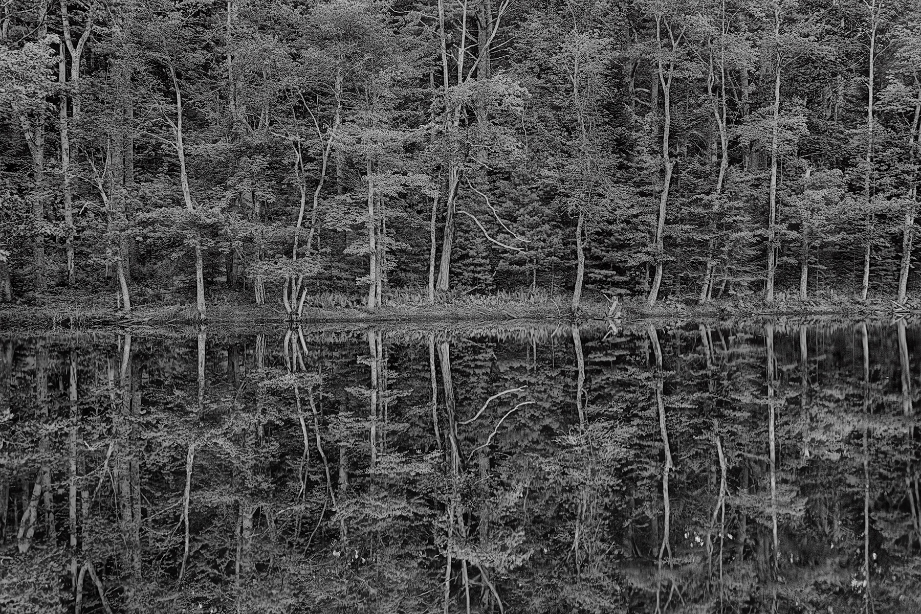 Reflections in a Maine Pond © Harold Davis