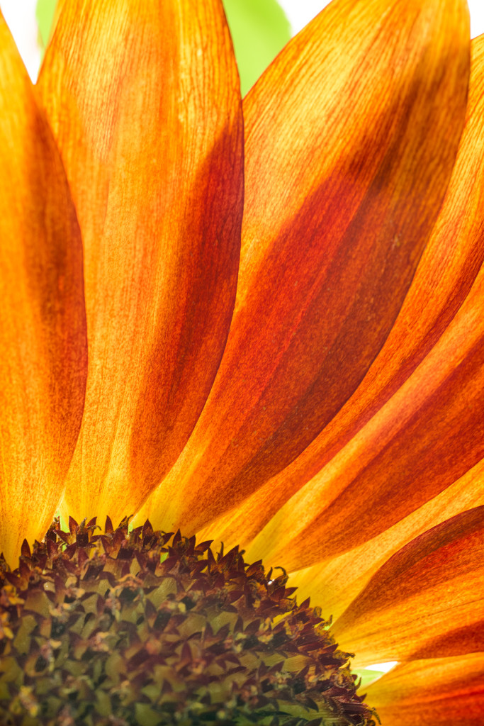 Sunflower © Harold Davis