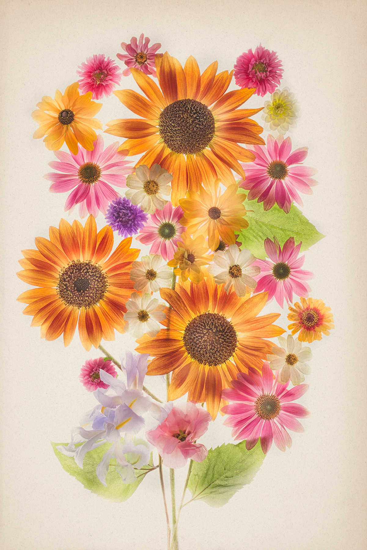 Sunflowers and Friends © Harold Davis