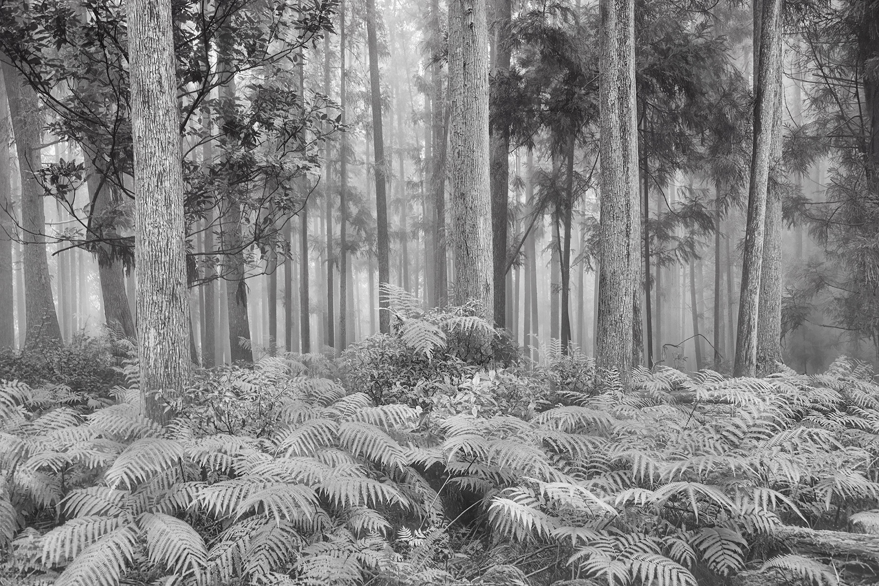 Fern Forest © Harold Davis