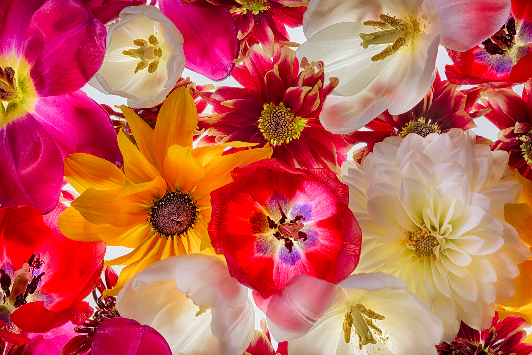 Floral Conference © Harold Davis