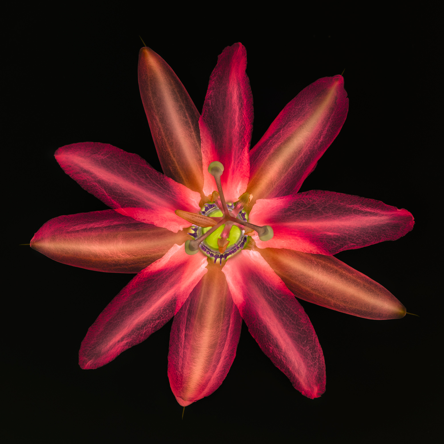 Passiflora Inversion © Harold Davis