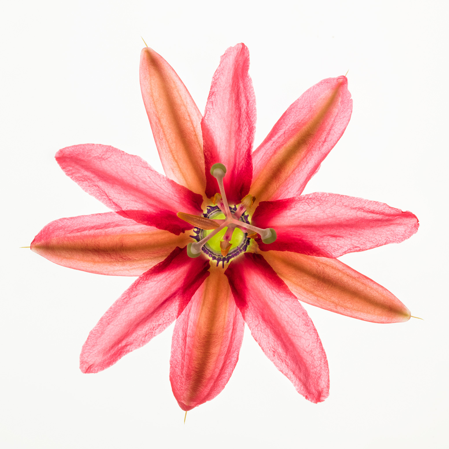 Passiflora © Harold Davis