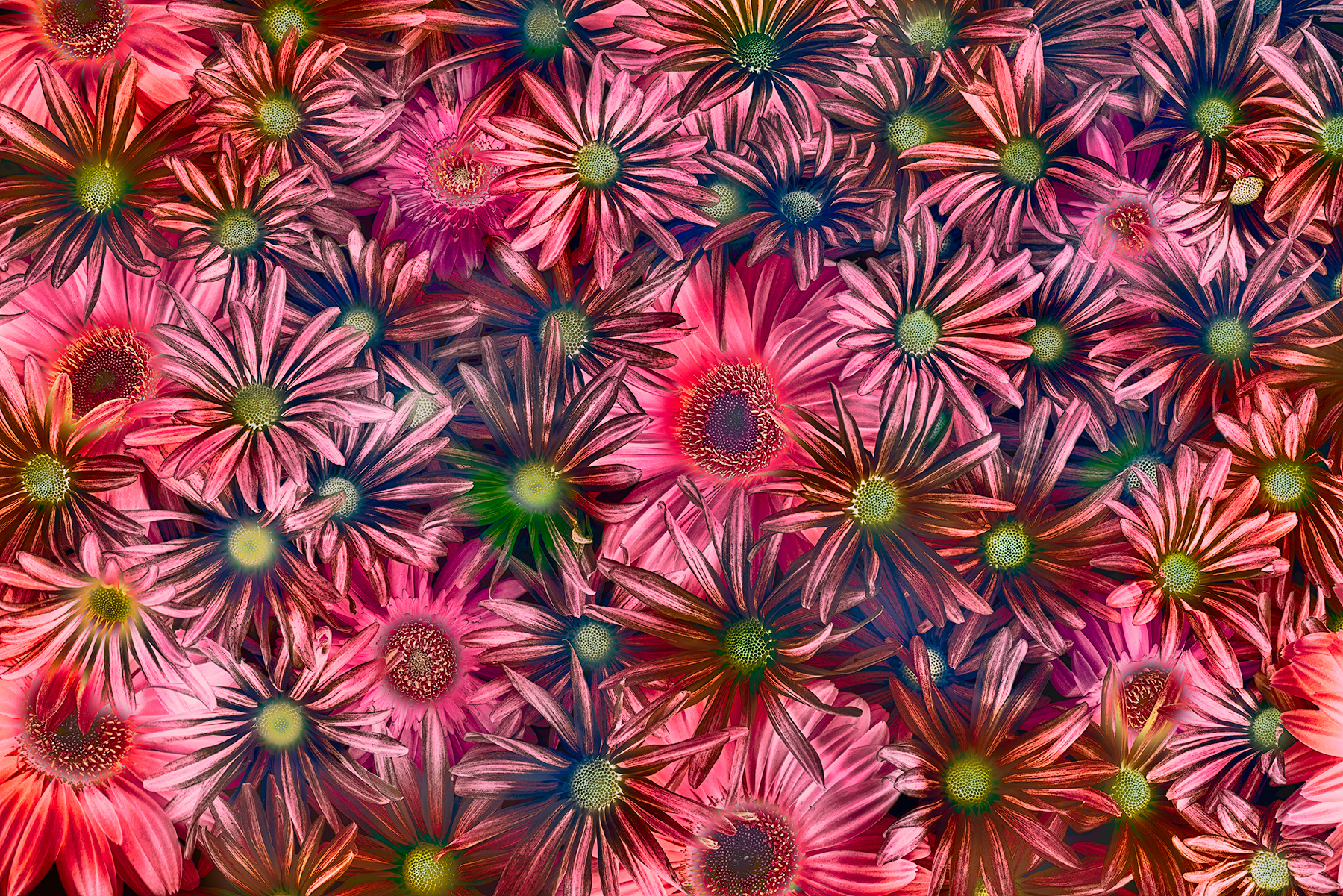 Chrysanthemums and Gerberas Inversion © Harold Davis