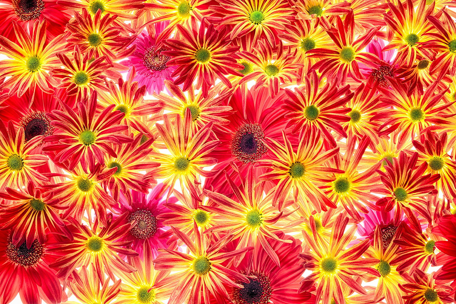 Chrysanthemums and Gerberas © Harold Davis