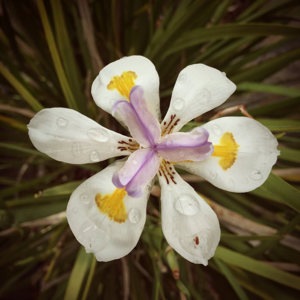 Two-Week Iris © Harold Davis