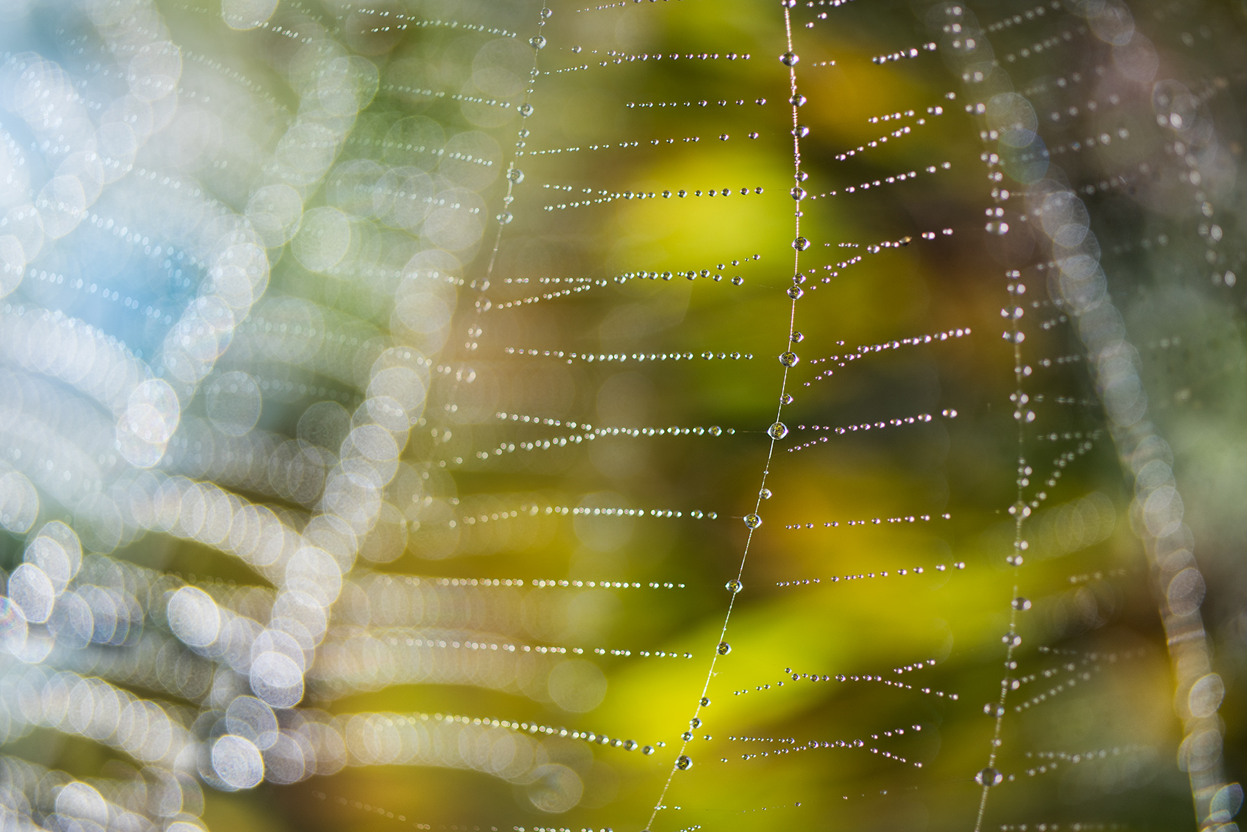 Wet Spider Web 2 © Harold Davis