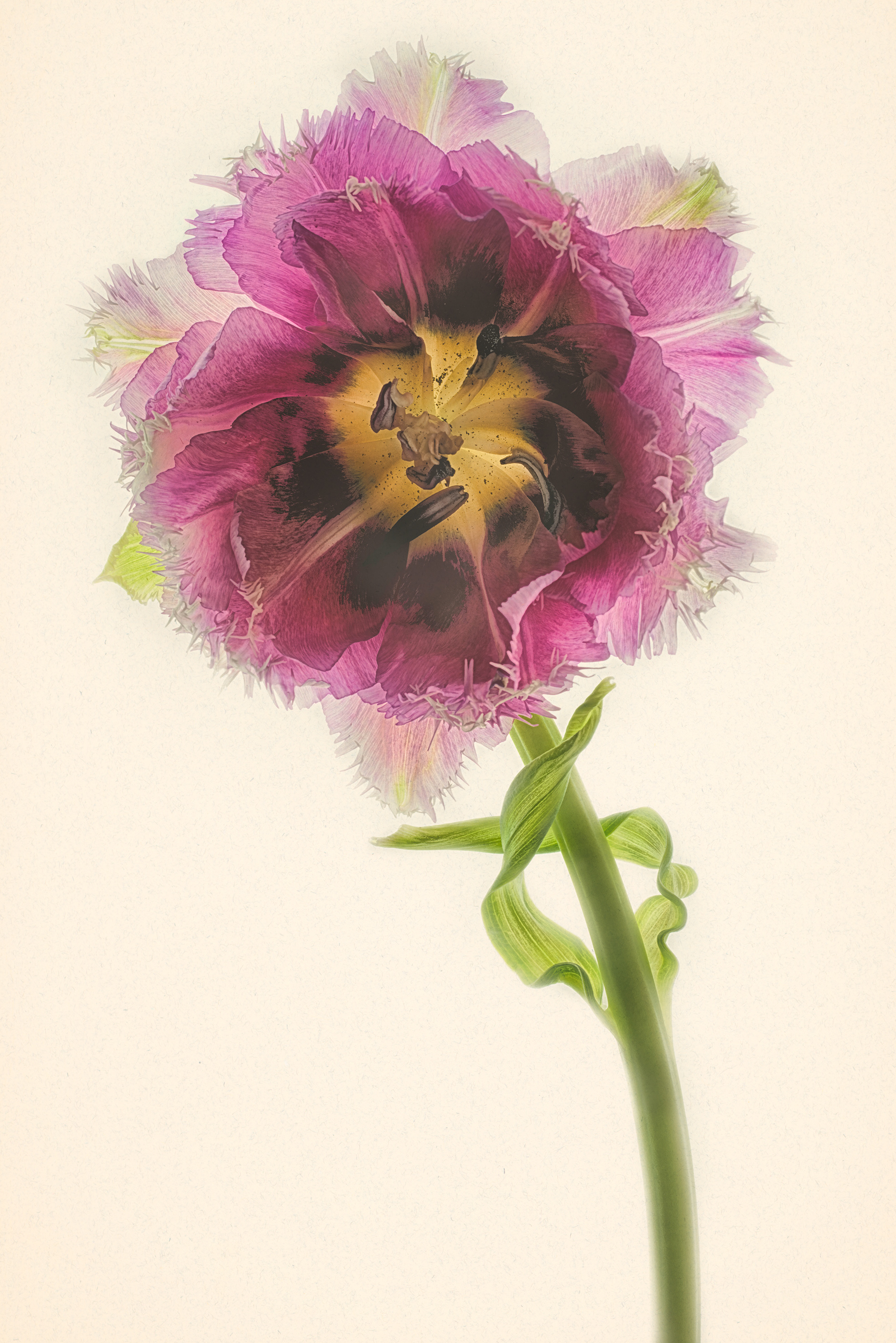 Frilly Tulip © Harold Davis